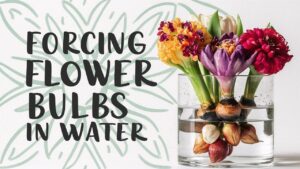 Forcing Bulbs In Water