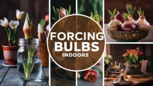 Forcing Bulbs Indoors