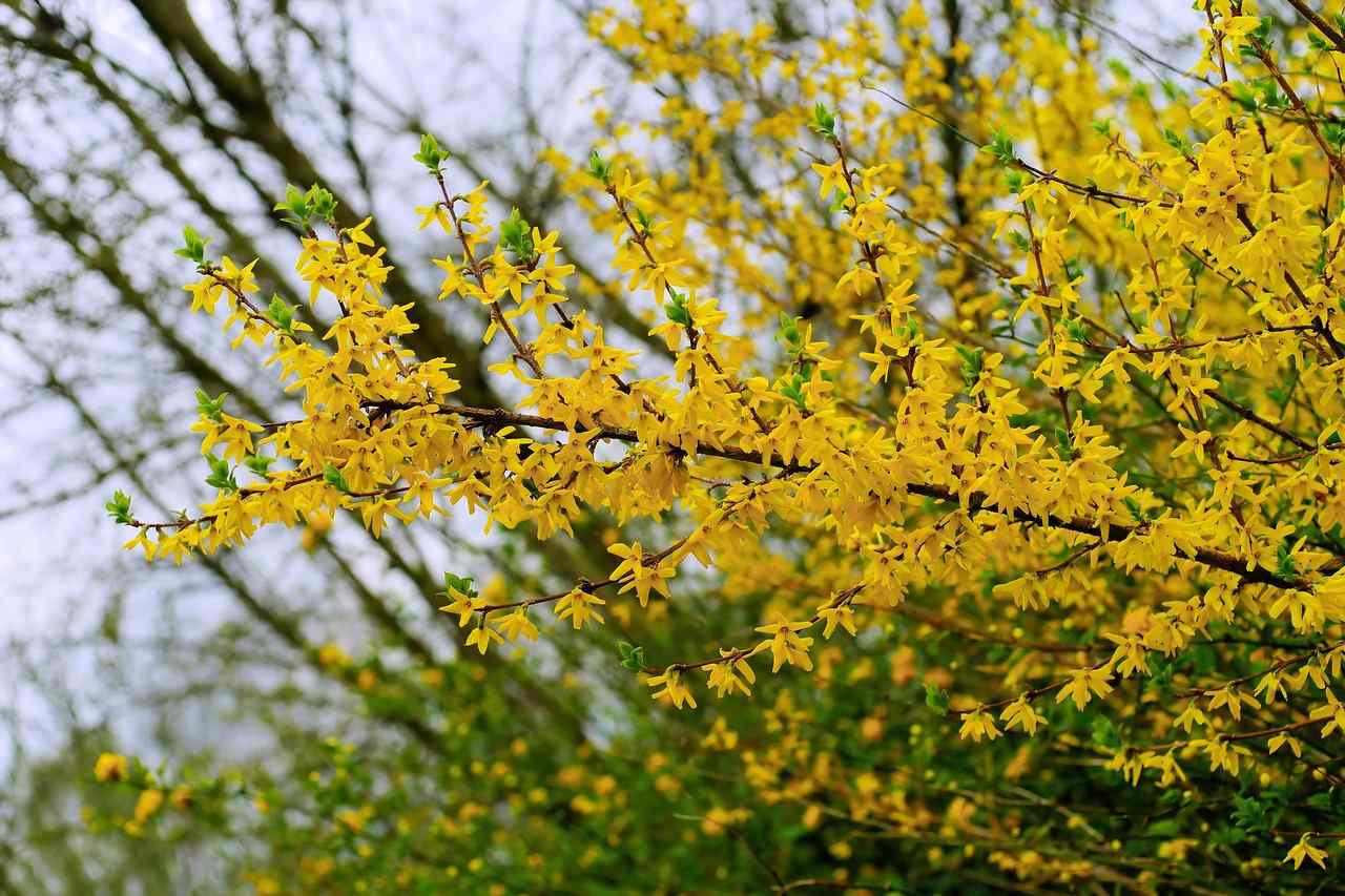 Forsythia blossoms-1333256_1280