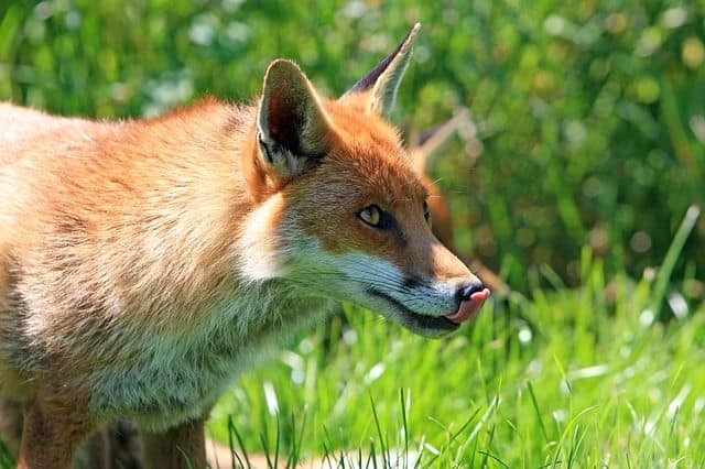 Fox Licking Nose