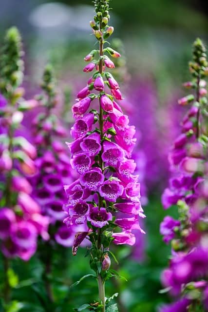 Foxglove Pink