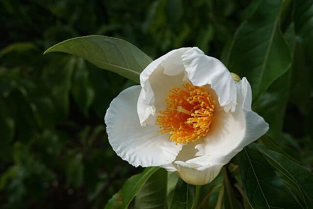 Franklin Tree (Franklinia alatamaha)