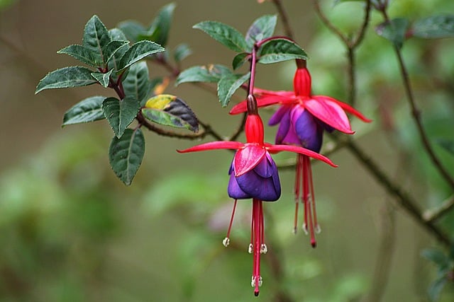 Fuchsia (Fuchsia spp.)