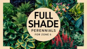 Full Shade Perennials For Zone 6