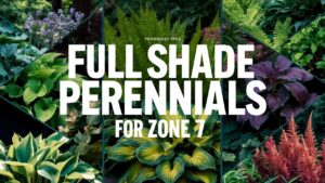 Full Shade Perennials For Zone 7