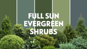 Full Sun Evergreen Shrubs