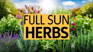 Full Sun Herbs
