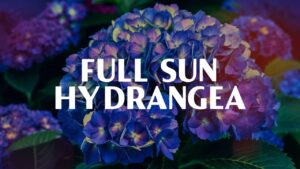 Full Sun Hydrangea