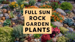 Full Sun Rock Garden Plants