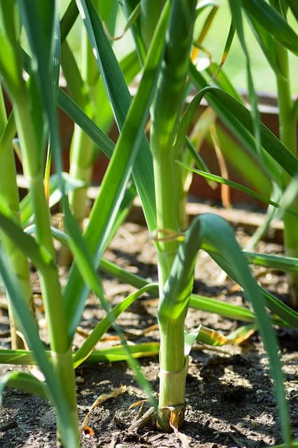 Garlic Care & Harvest