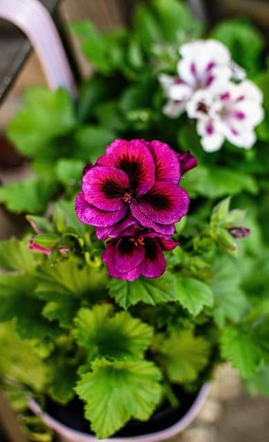 Geranium