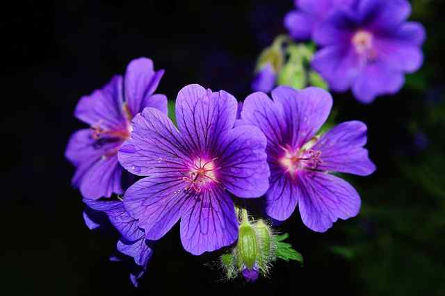 How To Prune Geraniums