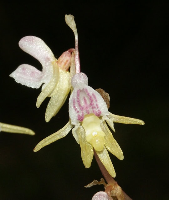 Ghost Orchid (Epipogium aphyllum)