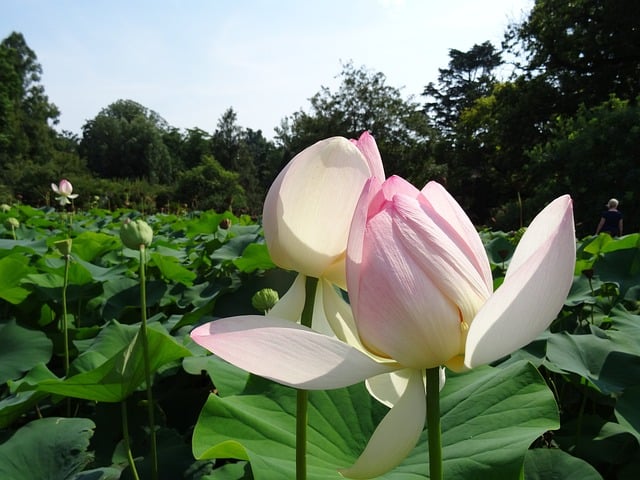 Giant Water Lily (Nymphaeaceae Genera)