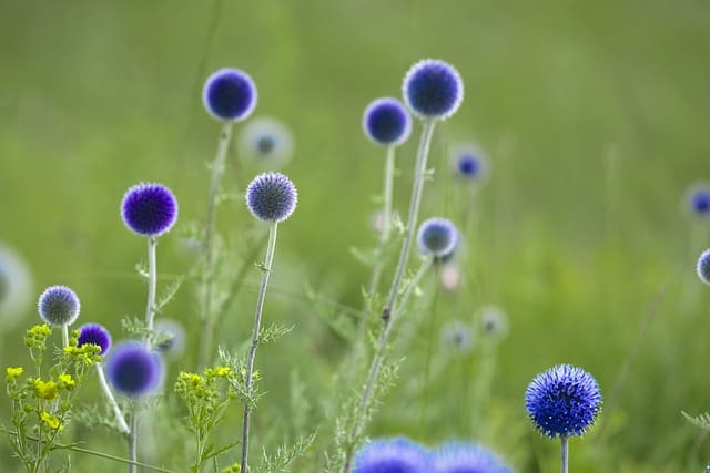 Globe Thistle (Echinops ritro)