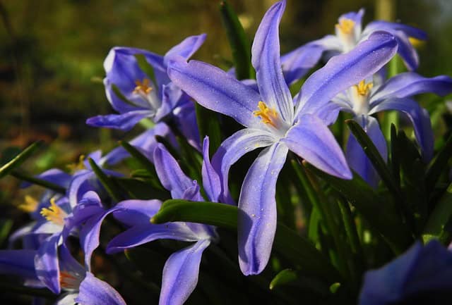 Zone 7 Winter Flowers