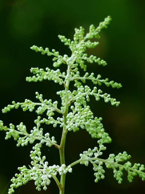 Goat's Beard (Aruncus dioicus)