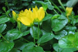 Propagating Creeping Jenny