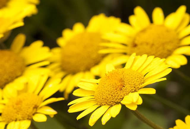 Golden Marguerite (Anthemis tinctoria)