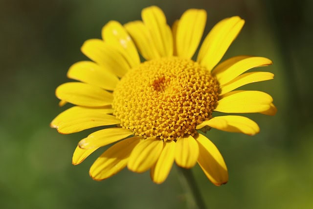 Golden Marguerite (Cota tinctoria)