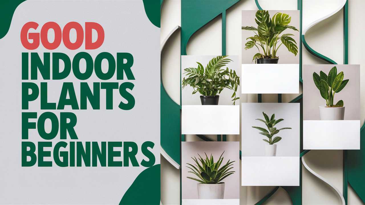 Good Indoor Plants For Beginners