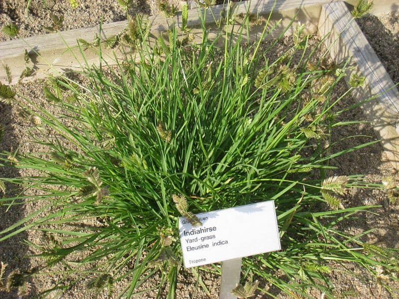 Goosegrass Eleusine Indica With Label