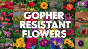 Gopher Resistant Flowers