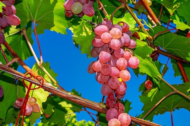 Grape Vine Care