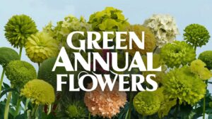 Green Annual Flowers