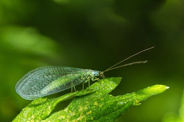 What Eats Thrips - Green Lacewing on Leaf Close to Aphid