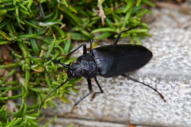 Ground Beetle on Grass | What Eats Slugs – Natural Slug Predators