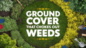 Ground Cover That Chokes Out Weeds