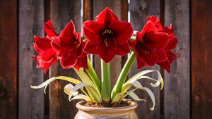 Growing Amaryllis in Pots