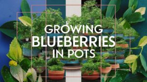 Growing Blueberries In Containers