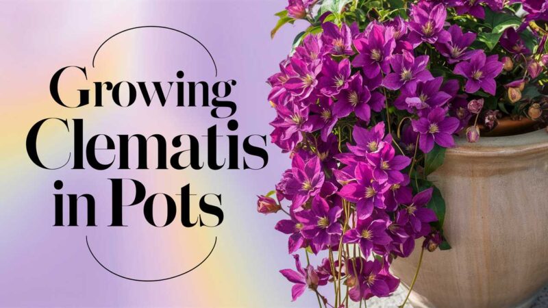 Growing Clematis In Pots