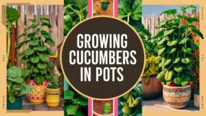 Growing Cucumbers In Containers