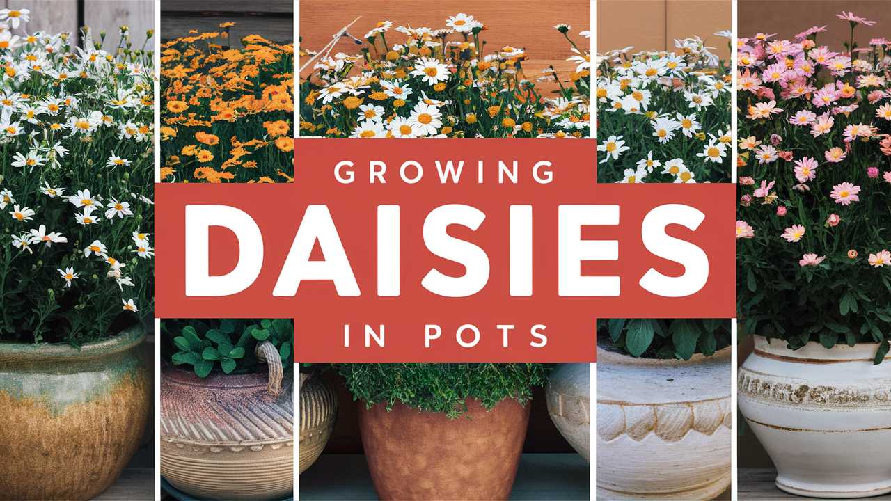 Growing Daisies In Pots