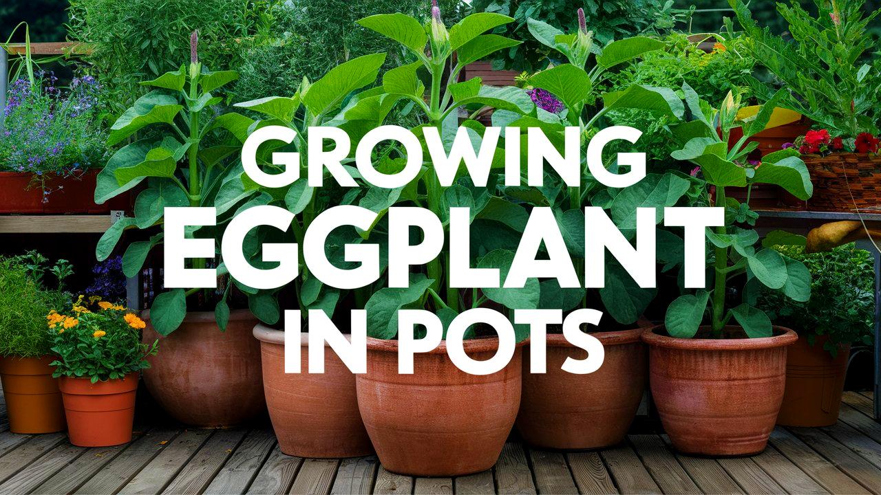 Growing Eggplant In Containers