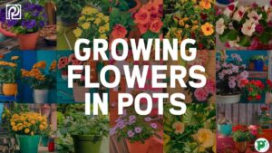 Growing Flowers In Containers