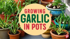 Growing Garlic In Containers