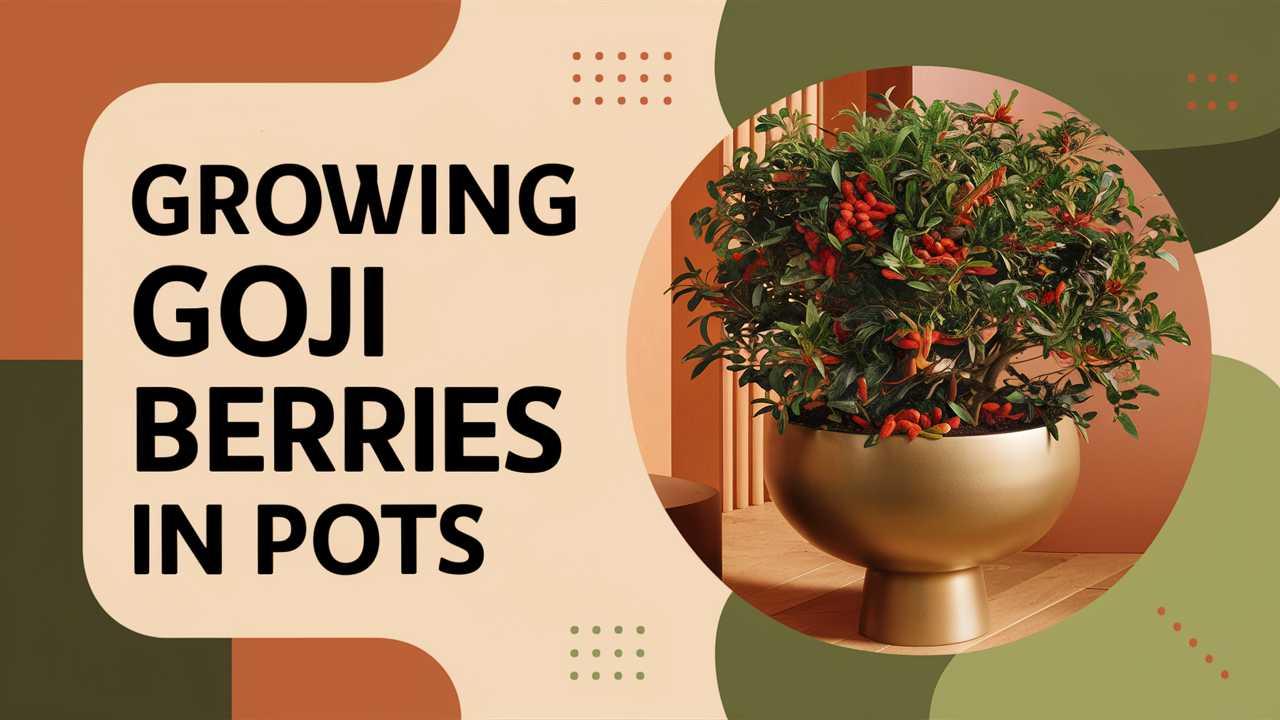 Growing Goji Berries In Pots