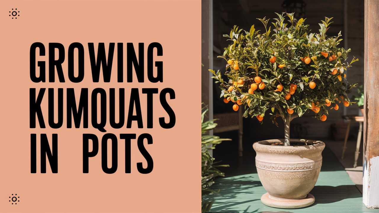 Growing Kumquats In Pots