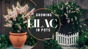 Growing Lilac In Pots