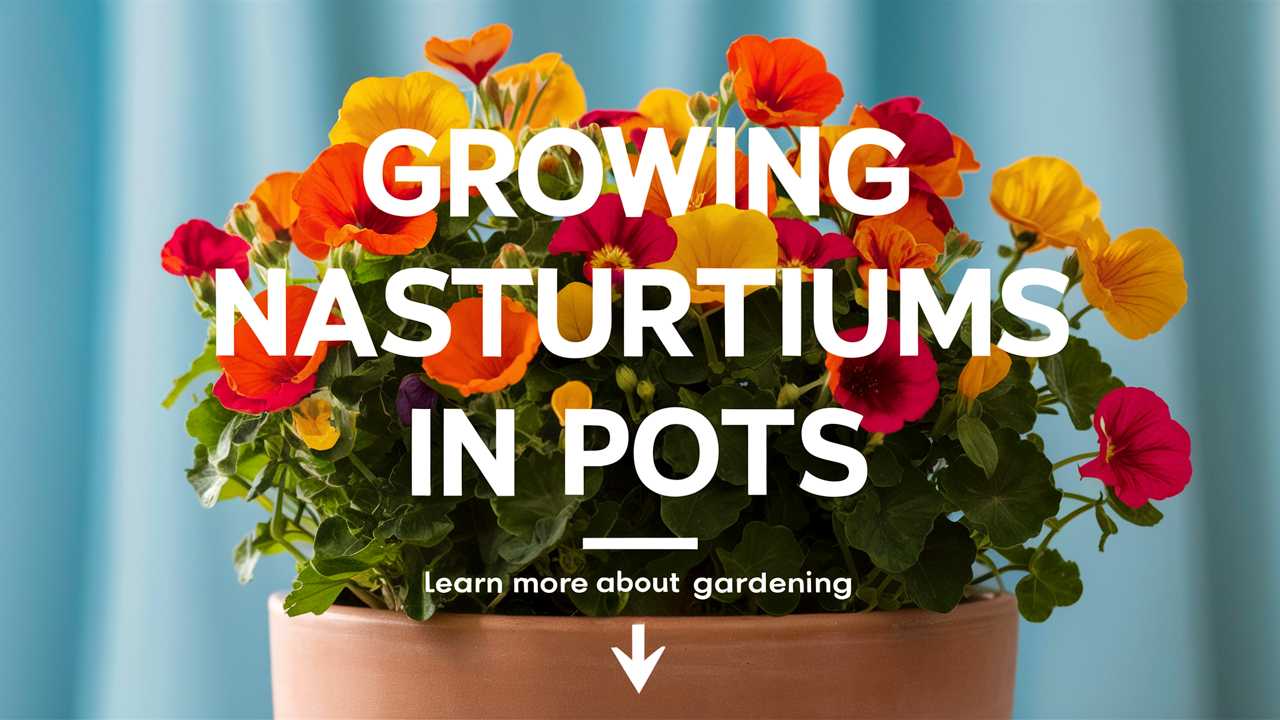 Growing Nasturtiums In Pots