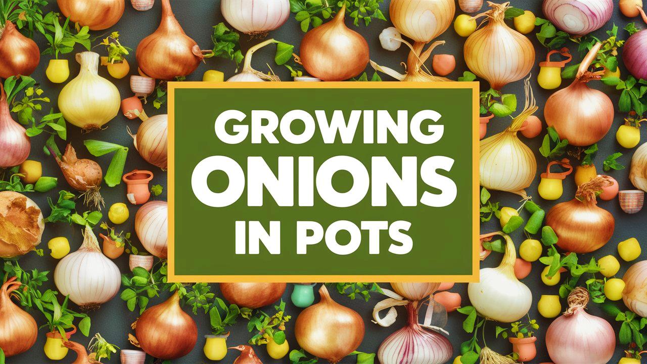 Growing Onions In Pots