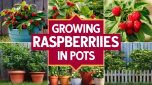 Growing Raspberries In Containers