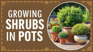 Growing Shrubs In Containers