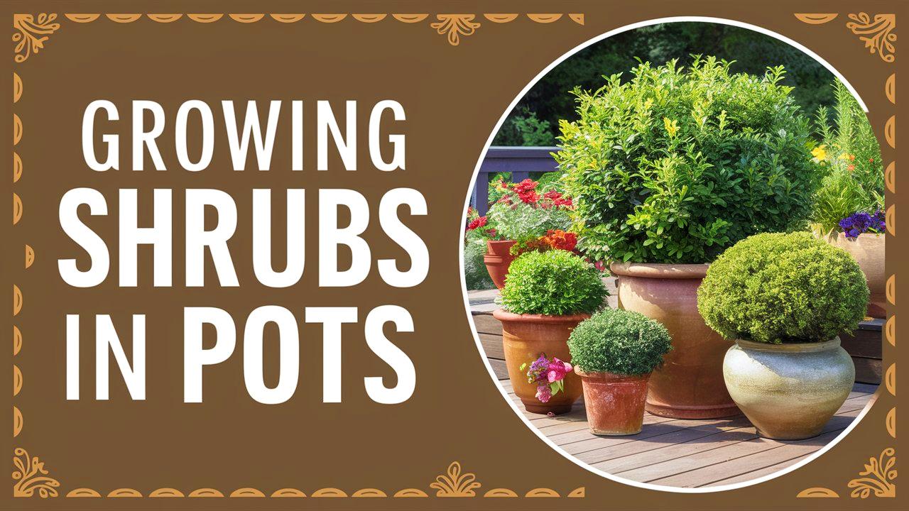 Growing Shrubs In Pots