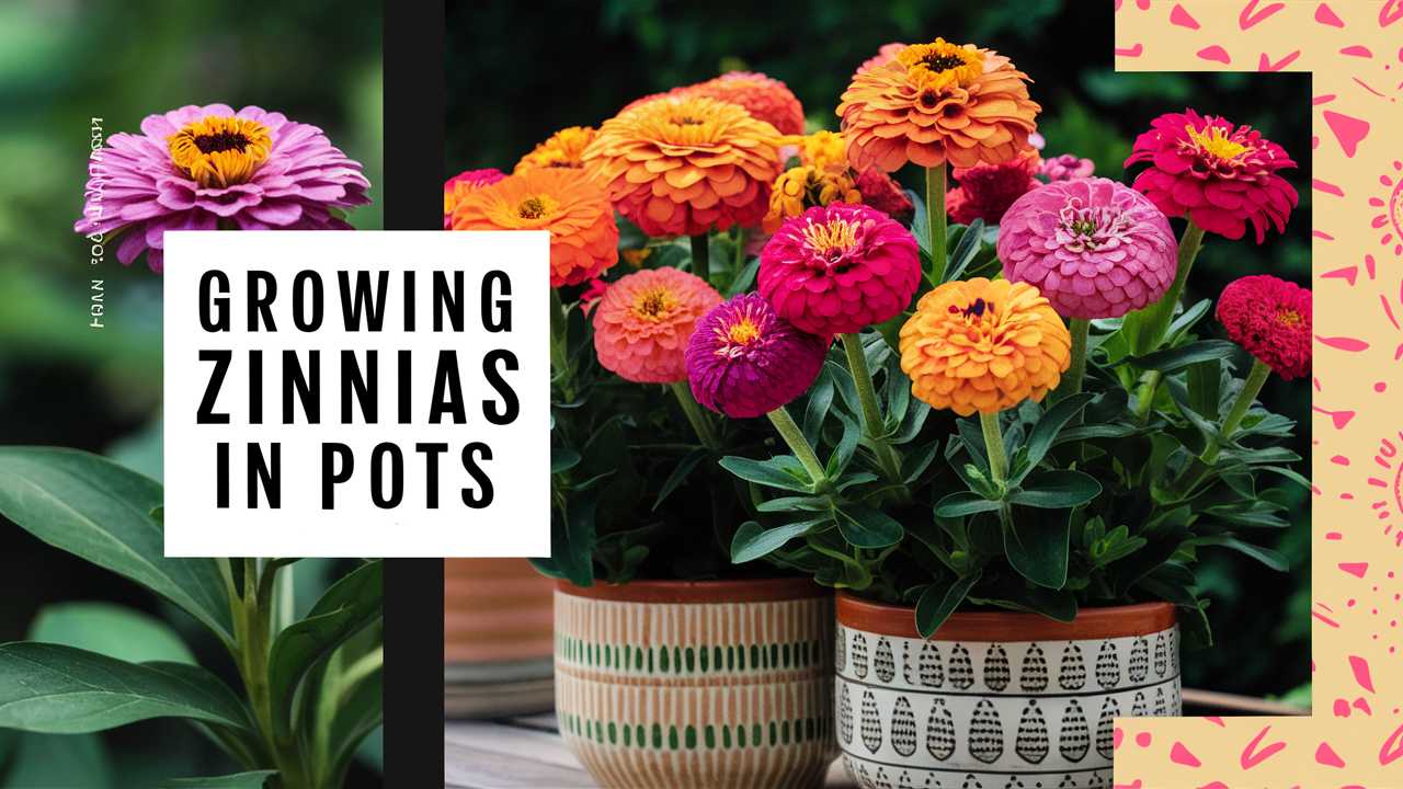 Growing Zinnias In Pots