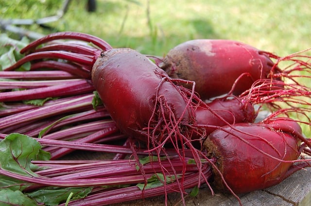 Growing and Harvesting Beets